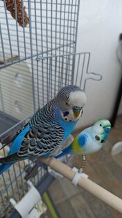 Еда попугайчика