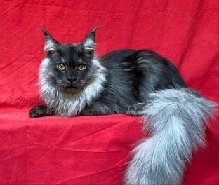 Видио наших котят.