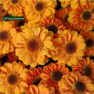 Оранжевые хризантемы