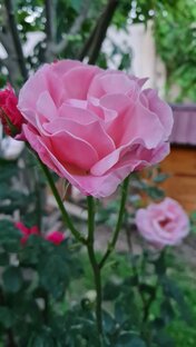 Сюрпризики 💗