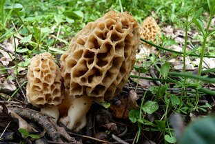 Грибное царство Северного Кавказа