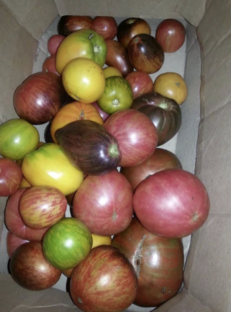 Томатомания