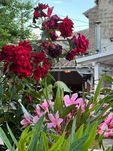 Цветы Крыма.