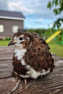 Перепёлки. Наш опыт