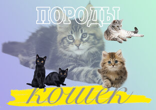 Породы кошек