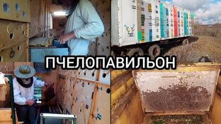 Пчелопавильон и работа в нём. 
