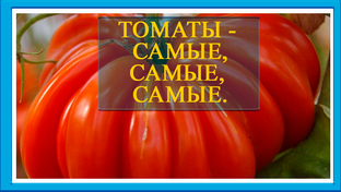 Томаты: самые, самые, самые .....