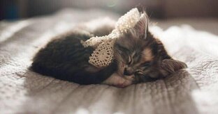 Сновидения