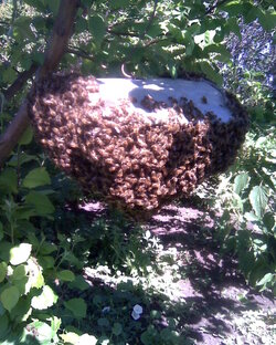 Сезон на пасеке за 2022 г.