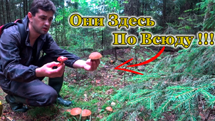 За грибами За ягодами