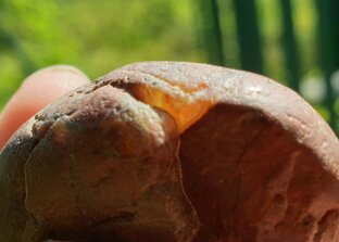 Минералы и окаменелости в декоративной щебенке