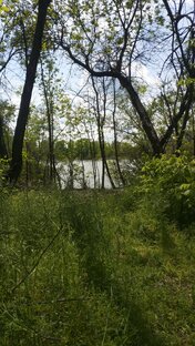 Зелёный остров на Дону