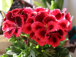 Комнатные растения.