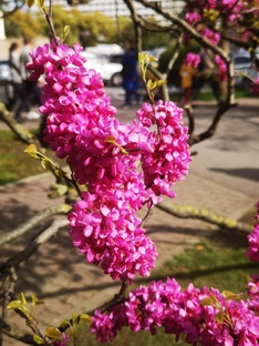 Цветение в Сочи 