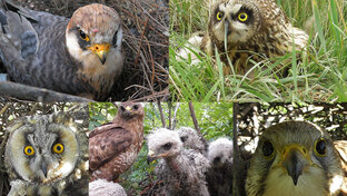 Гнёзда птиц