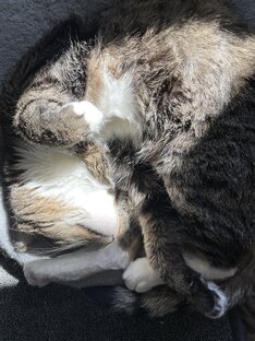 🐱