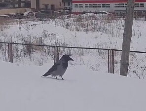 Животные и птицы