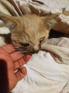 Котёнок Вася