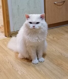 Зверъё моё!