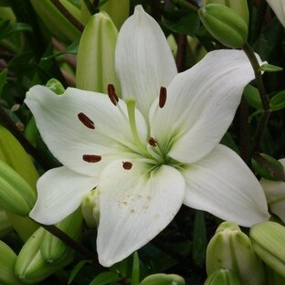 Мои цветы🌸🌺🌻🌹🌷🌼💐. 