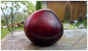 Сержант Пеппер томат. Эксперимент 2023 г.