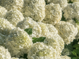 Гортензии😍