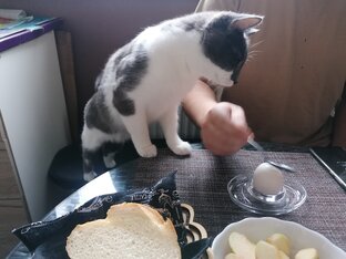 Питание ШуБа дЖо 