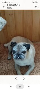 Любимый питомец