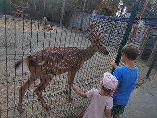 Знакомство с животными