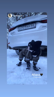 САбака в сапогах 