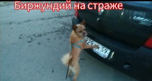Я и Бимка - наша жизнь достойна романа " Война и мир"
