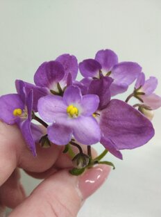 Интересное о сортах фиалок