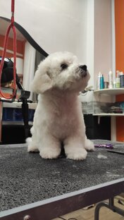 УХОД ЗА СОБАКАМИ