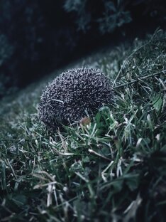 soon 25 and you begin to understand that you want silence