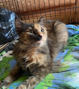 БУСИНКА🐈‍⬛