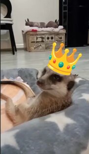 Полезные советы для сурикатства