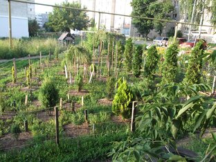 Хвойные в Пензе