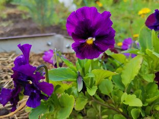 Цветы, посадка