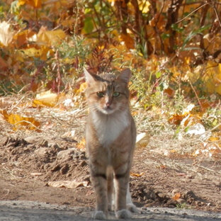 Кошки и времена года. Осень