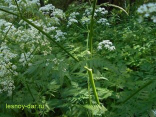 Лесные травы