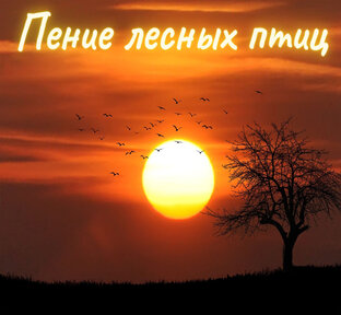 Пение птиц на закате