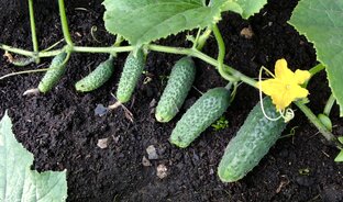 Огурцы | Заготовки на зиму с огурцами