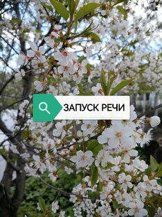 Запуск речи