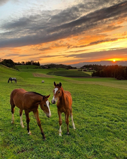 Путешествия