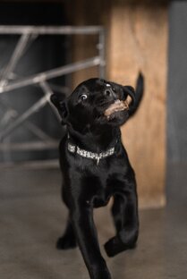 Лабрадор Зевс⚡️