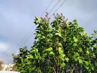 Дачный сезон 2023