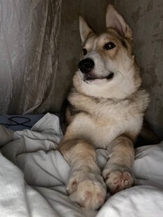 Лукреция