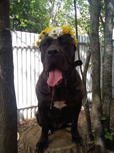 Собачьи истории и рассказы о животных. 