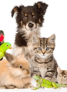 Отгадайте породу