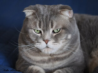 Всё о Бонечке